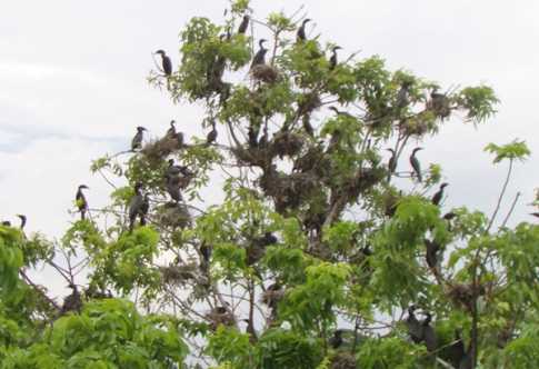 পাখিদের অভয়াশ্রম, আসছে দেশ বিদেশের পর্যটকরা